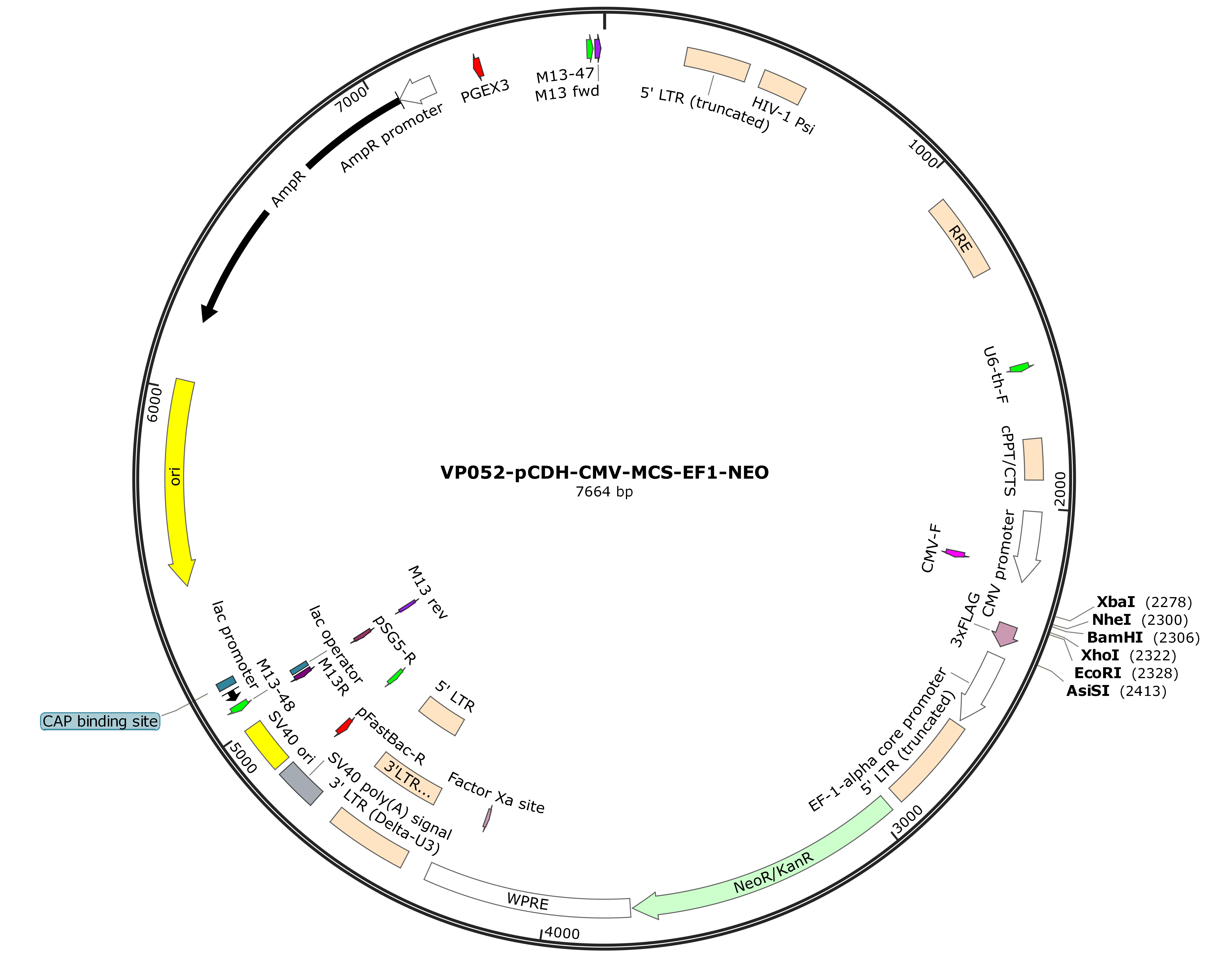 pCDH-CMV-MCS-EF1-NEO